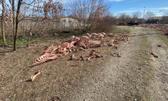 На Вінниччині знайшли звалище кісток тварин