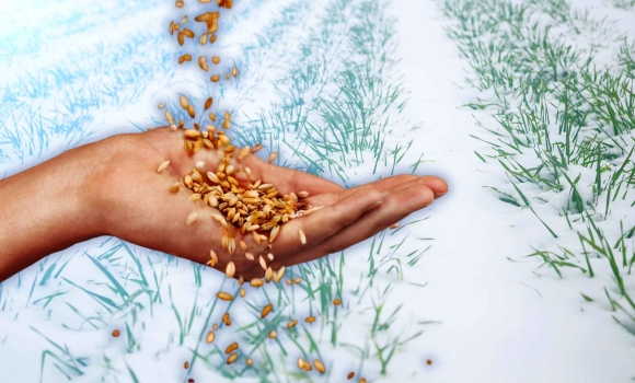 Будем з урожаєм озимі культури на Вінниччині у доброму та задовільному стані Будем з урожаєм озимі культури на Вінниччині у доброму та задовільному стані