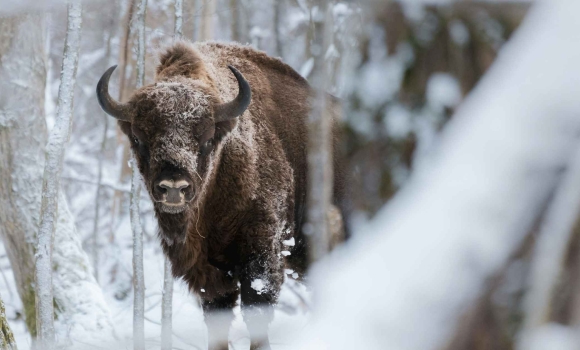 На Вінниччині завершили зимовий облік зубрів підрахували популяцію, яка занесена до Червоної книги На Вінниччині завершили зимовий облік зубрів підрахували популяцію, яка занесена до Червоної книги