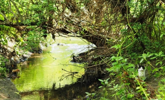 Вінничан запрошують долучитися до прибирання на річці Скельна Вінничан запрошують долучитися до прибирання на річці Скельна