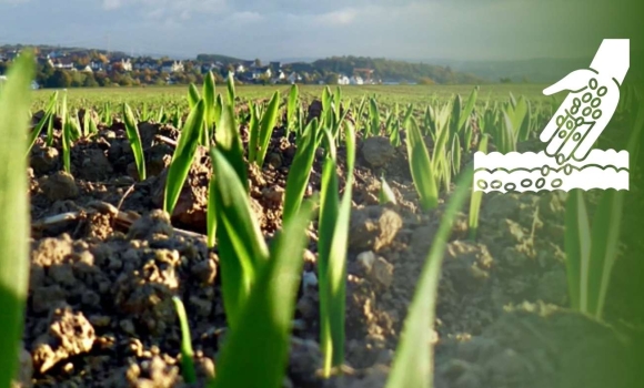 Ярими зерновими на Вінниччині планують засіяти майже пів мільйона гектарів Ярими зерновими на Вінниччині планують засіяти майже пів мільйона гектарів