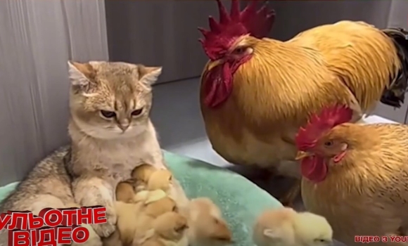 Подвійна доза милоти: котик няньчить курчаток