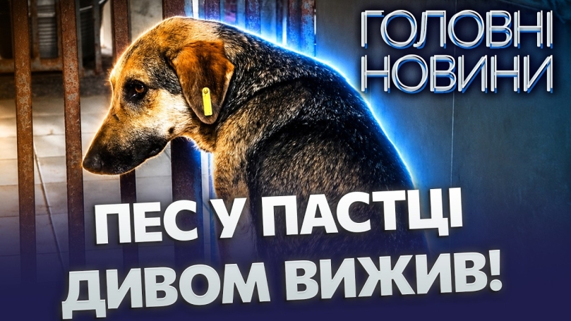 Embedded thumbnail for Жахлива пастка: пес ледь не загинув на паркані! Його врятували